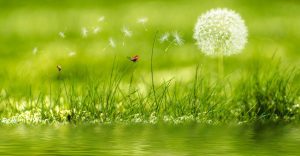 Testimonial background - dandelion image - seeding the future