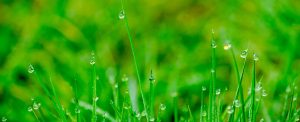 Image of grass with dew