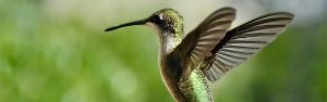 hummingbird image